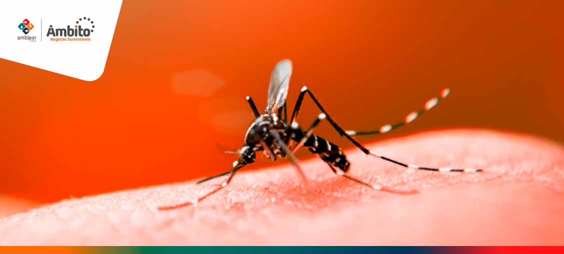 Aedes aegypti licenca maternidade